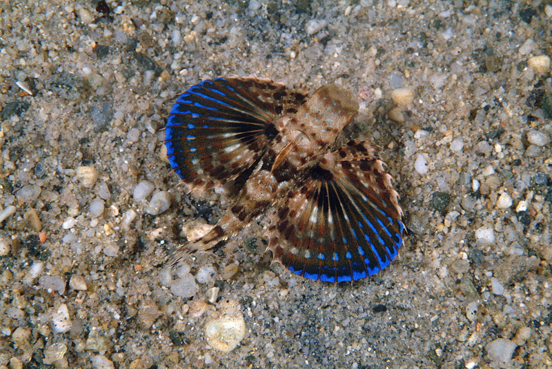 Dactylopterus volitans / pesce civetta